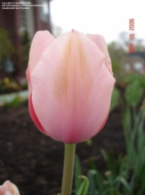 images/productimages/small/n504 salmon impression75389c.jpg